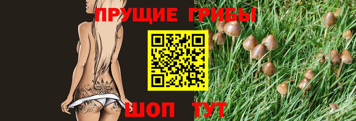 Псилоцибиновые грибы Psilocybe Ростов Великий